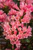 <em>Rhododendron</em> 'Razorbill'
